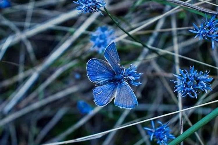 清明节哪种花