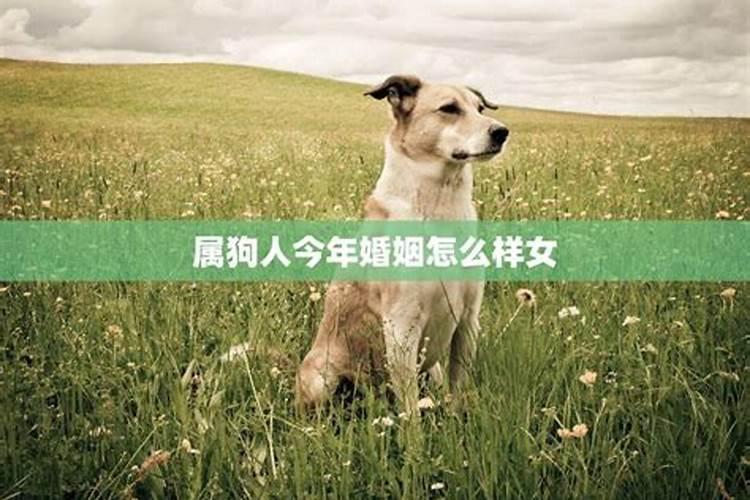 四五相合二七开猜一生肖