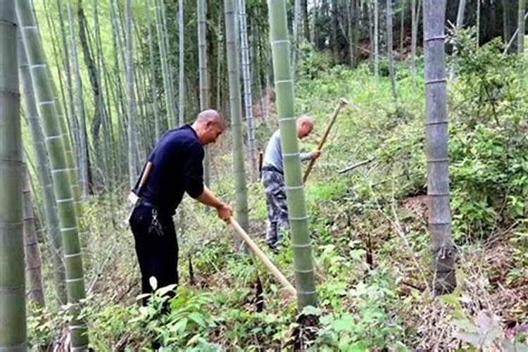 孕妇梦到青蛇是什么意思周公解梦