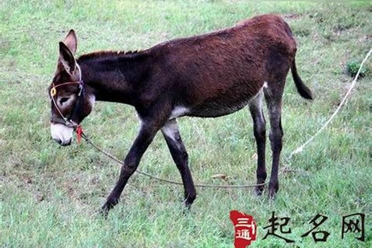 属鸡今年什么颜色最旺财运女性