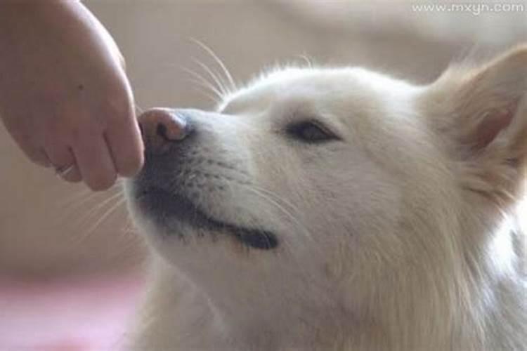 梦到鸽子是胎梦吗