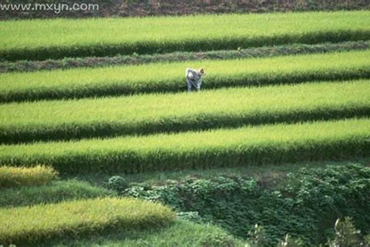 梦见和男友一起去逛街遇见熟人了