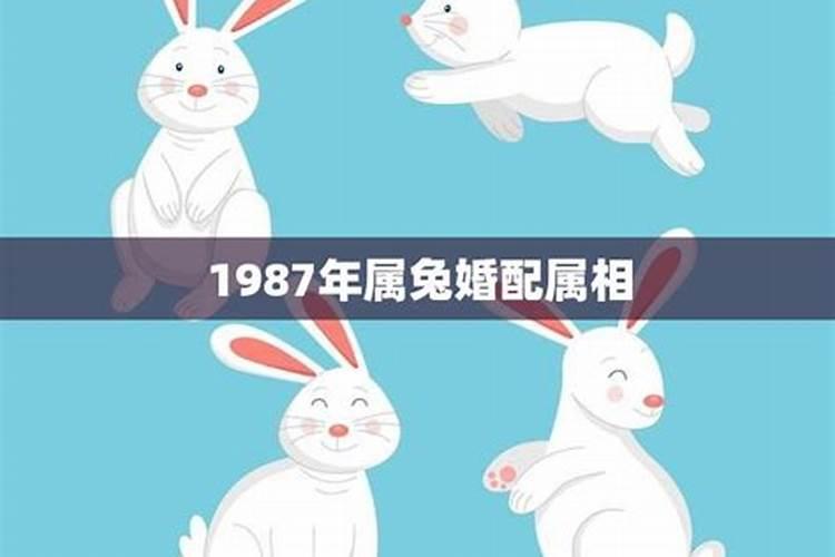 1987年属什么生肖的属性