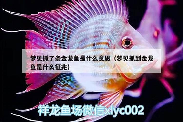 为什么不愿意要属羊的