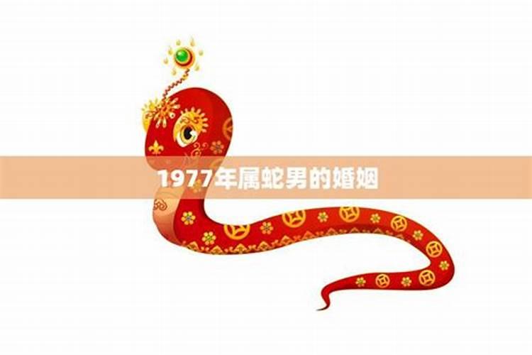 1977年属蛇人男的婚姻与命运如何