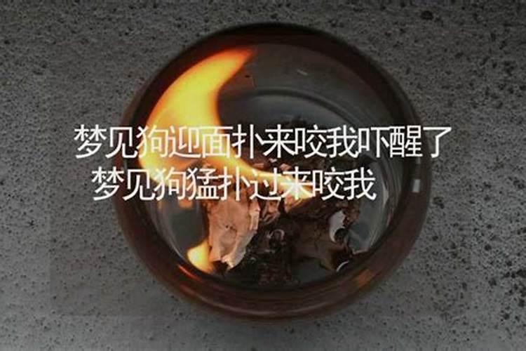 梦见狗扑过来咬我吓醒