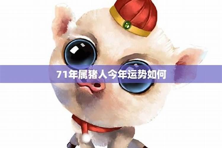 属71年的猪今年运程