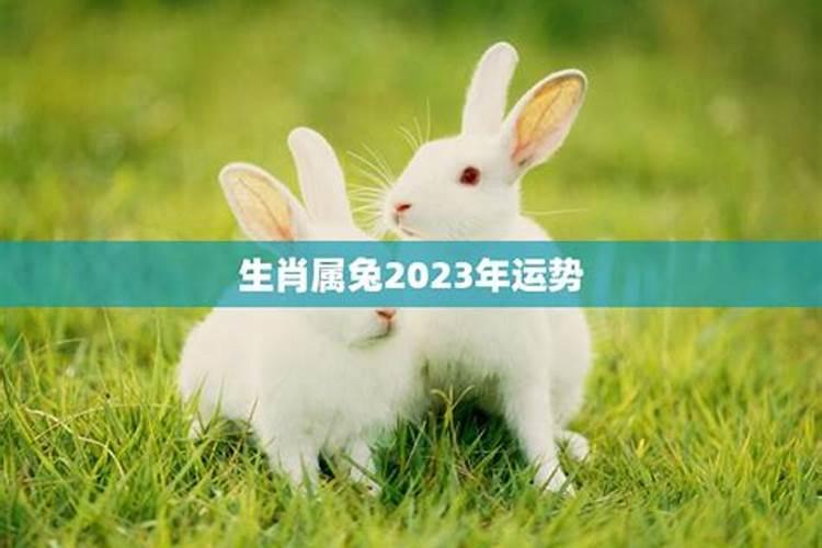 生肖属兔2023年运势查询