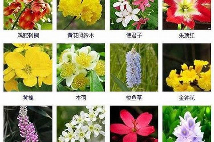 两个字的花名有哪些？