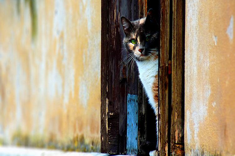 属马跟属猴的生什么属相的孩子好