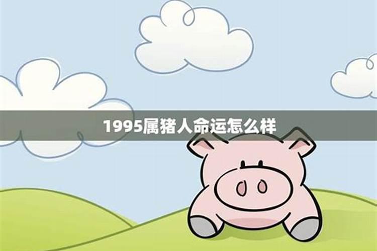 1995年属猪的命运怎么样