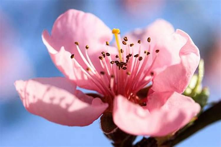 烂桃花会不会影响运势和财运