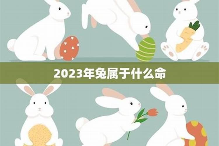 2023年兔属于什么命