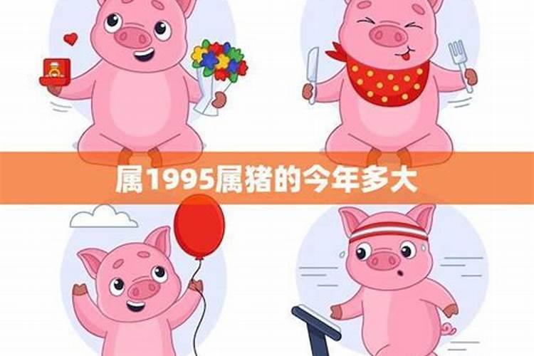 今年1995猪的运势如何