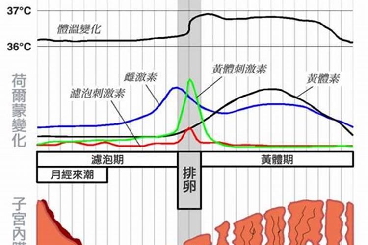 怎么计算女人月经周期多少天