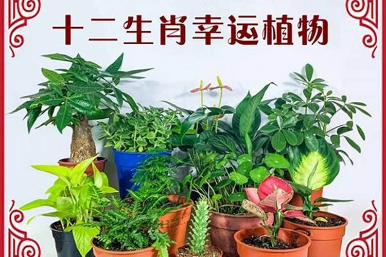 12属相旺运植物