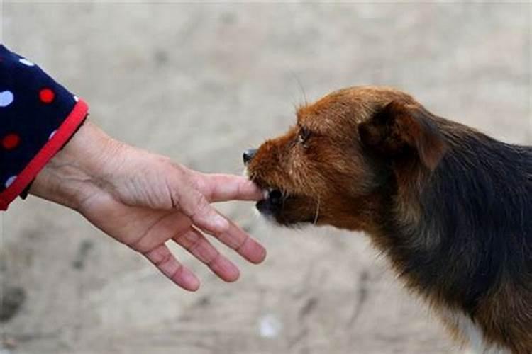 梦见被别人狗咬是什么意思