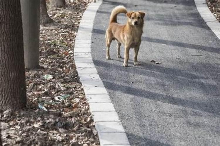 梦见在山上遇见几只狗什么意思