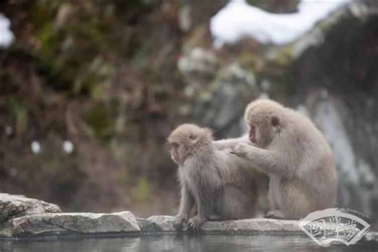 属猴办公室座位最佳位置