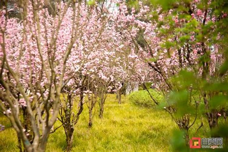 3月的桃花是什么