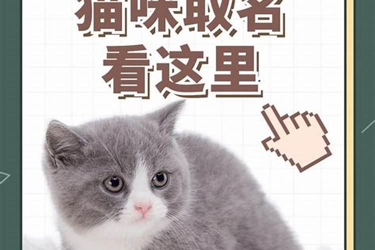 特别的猫咪名字