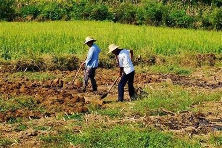 梦见回家种菜梦见回家种地