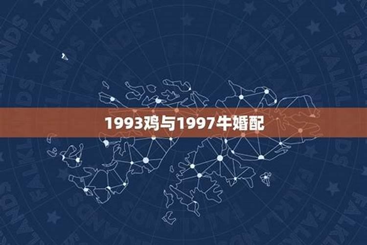 1993年属鸡跟1997年属牛