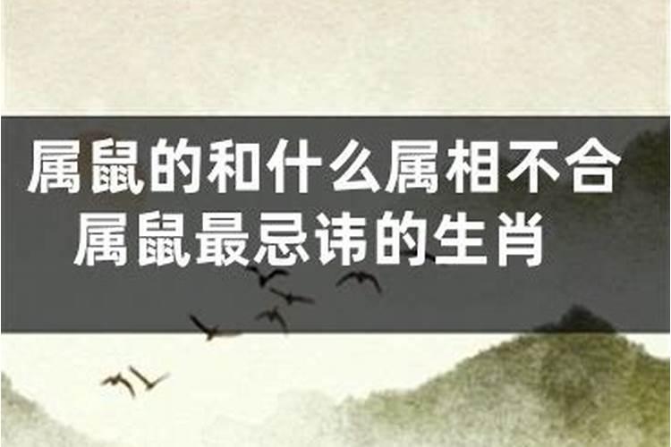 属鼠的和哪几个属相不合