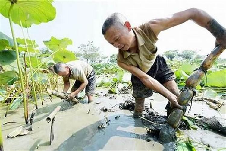 无意挖到土太岁怎么处理