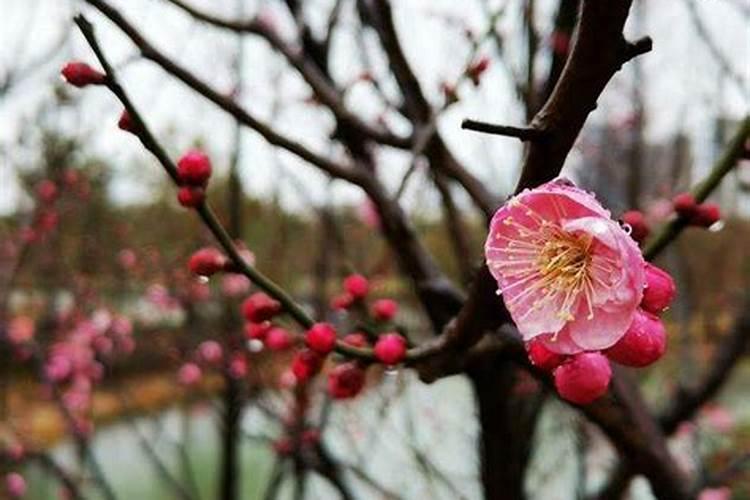 春节去哪赏梅