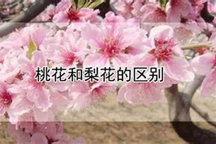 八字怎样查桃花