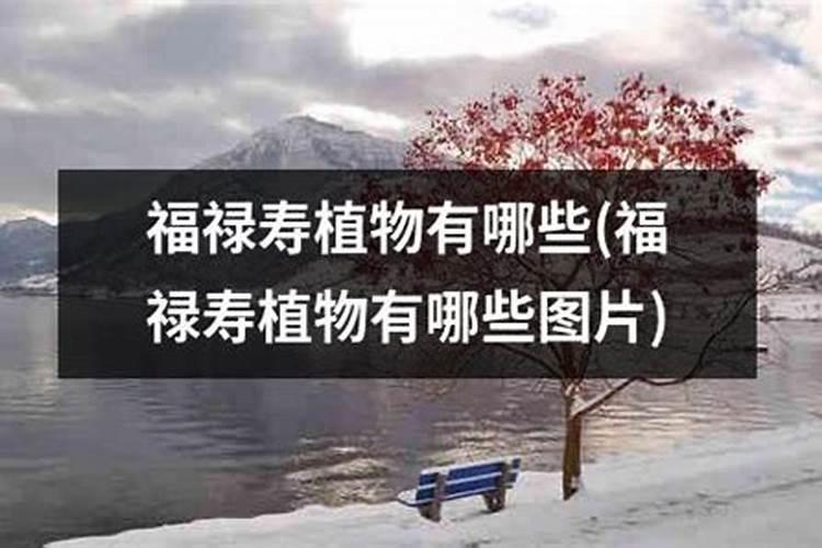 福禄寿对应什么植物