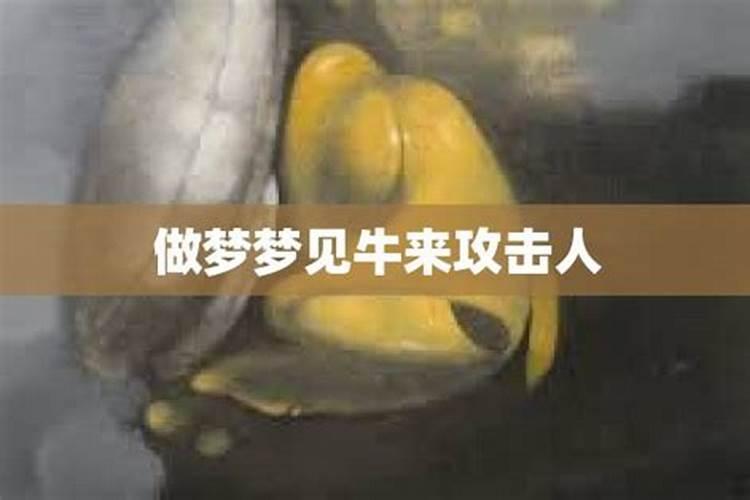 梦见牛攻击人预示将来会发生什么