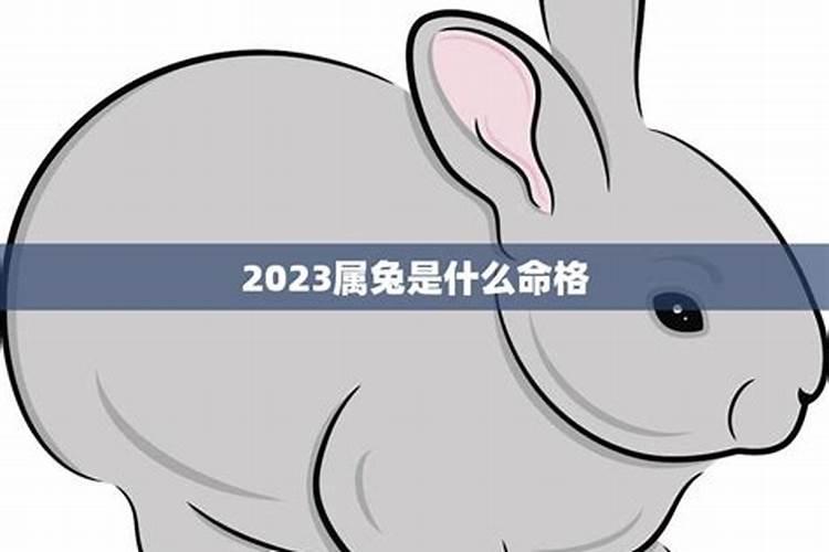 2023年是什么兔