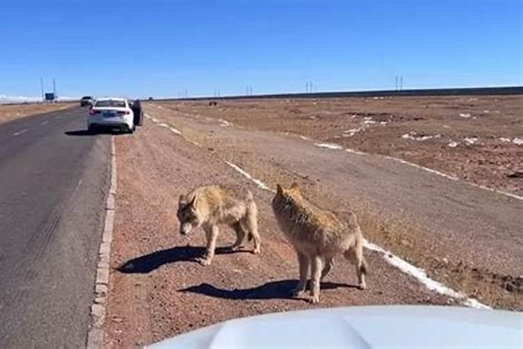 梦见骑车路上遇到狼人