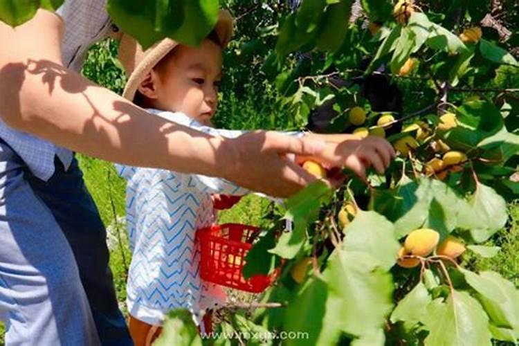 孕妇梦到摘杏子是什么意思