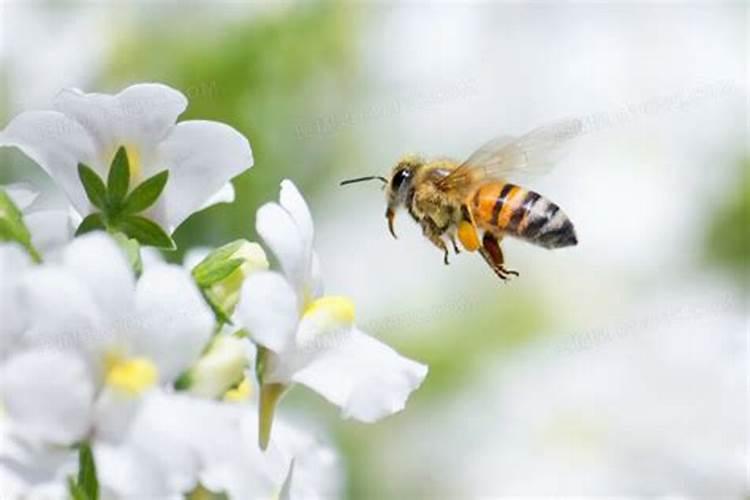 梦见蜜蜂围成一团蜜蜂