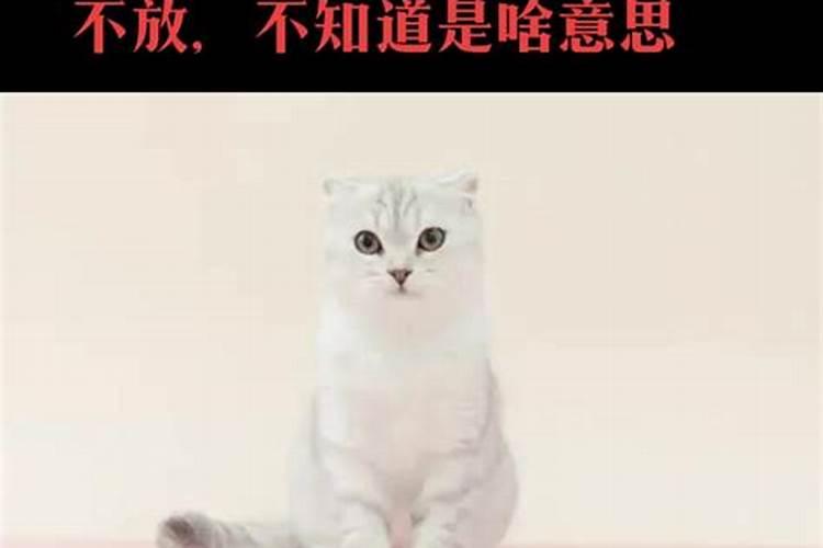 梦到被猫缠着被猫攻击