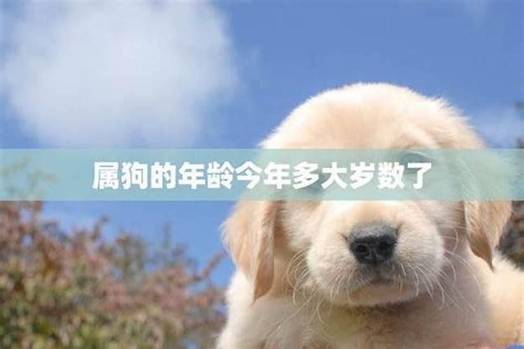 2019年属狗的多大年龄