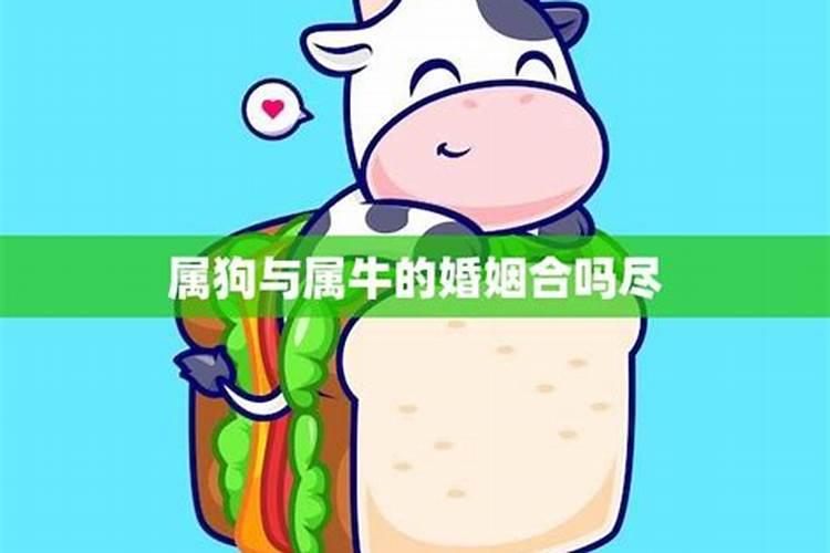 属牛与属狗相合吗