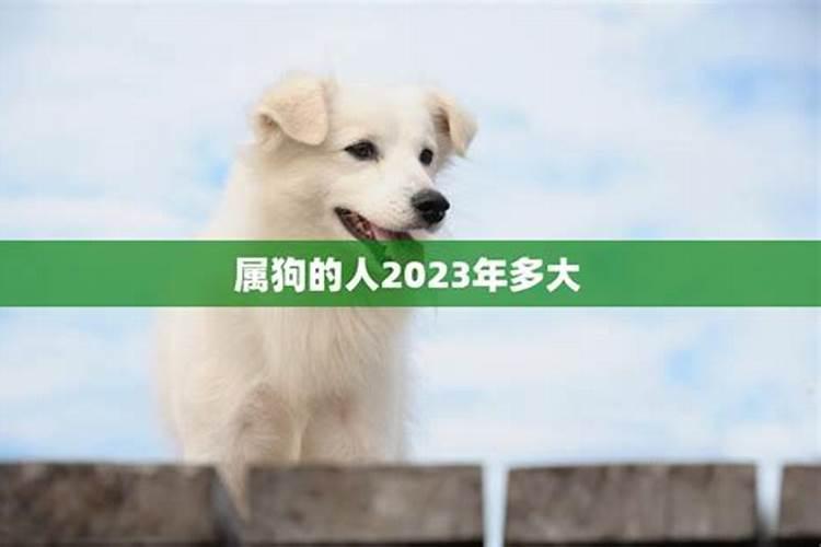 属狗的2023年多大