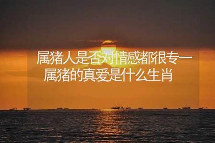 属猪的人对感情专一吗