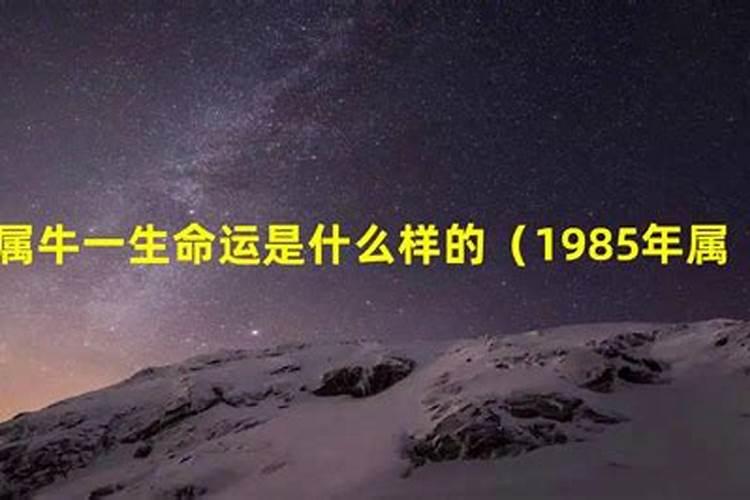 属牛的85年今年运气好吗