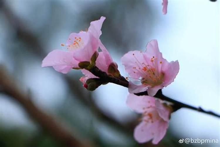 三月桃花一时红，风吹雨打一场空