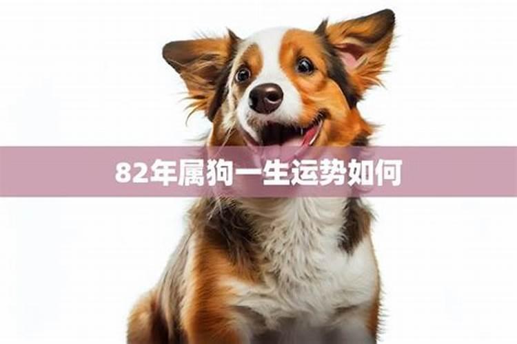 82年的狗5月20一生运势