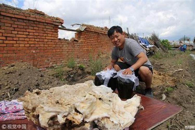 为什么说挖到太岁要死人