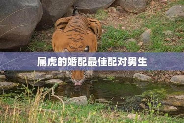 水虎和火猪相克吗