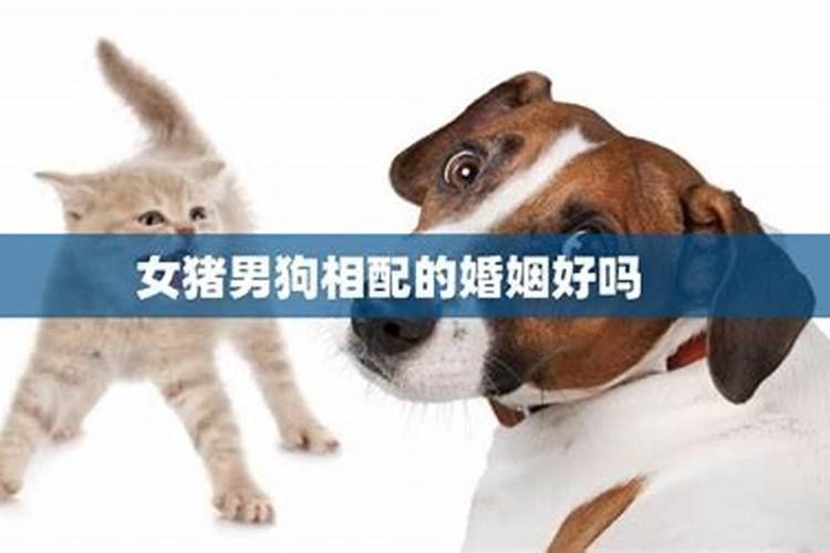 男狗与女猪婚配好不好