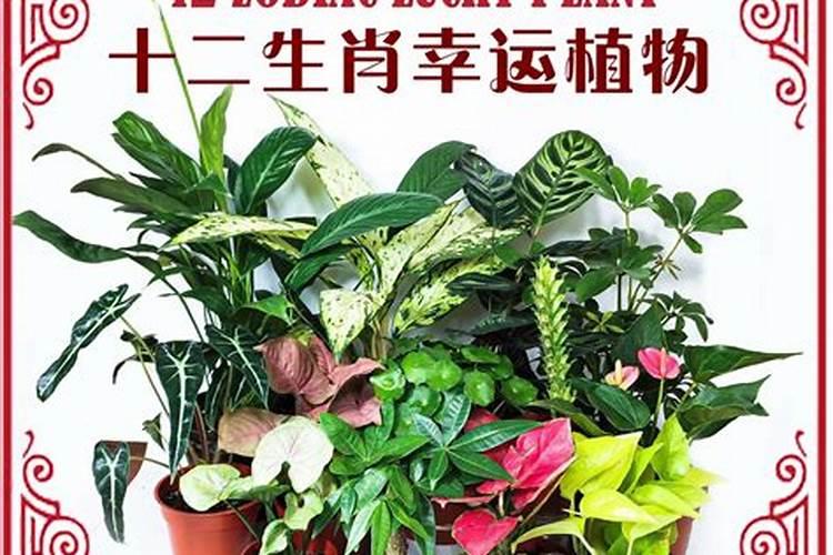 12生肖吉祥植物