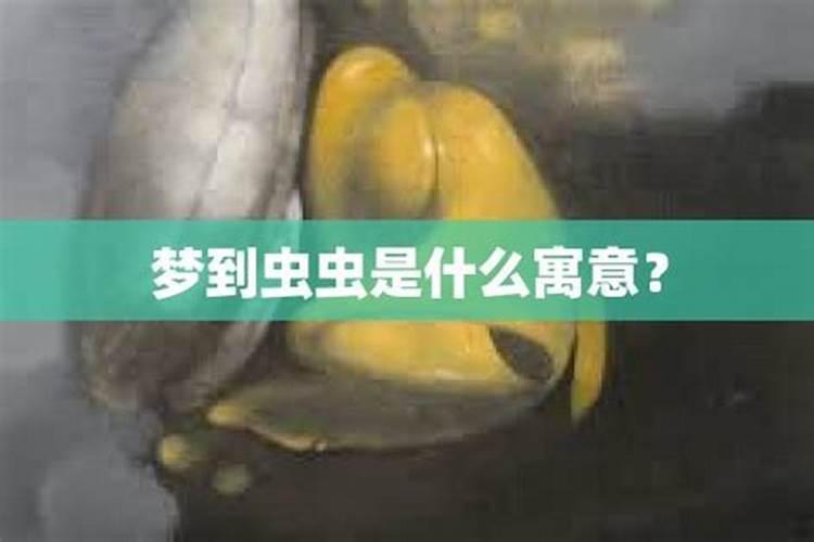 梦见虫子是什么生肖动物